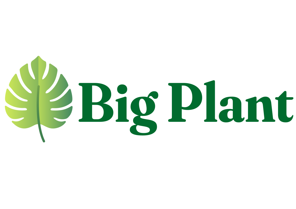 Big Plant